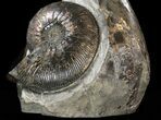 Displayable Craspedodiscus Ammonite - Russia #38828-5
